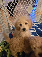 Paxton , a male Miniature Goldendoodle for sale in Grand Rapids, MI – Photo 3 of 10