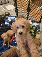 Paxton , a male Miniature Goldendoodle for sale in Grand Rapids, MI – Photo 5 of 10