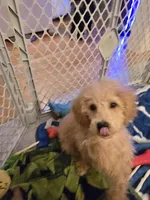 Paxton , a male Miniature Goldendoodle for sale in Grand Rapids, MI – Photo 9 of 10