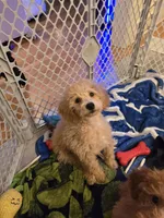 Paxton , a male Miniature Goldendoodle for sale in Grand Rapids, MI – Photo 4 of 10