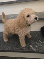 Paxton F1b, a male Miniature Goldendoodle for sale in Grand Rapids, MI – Photo 5 of 7