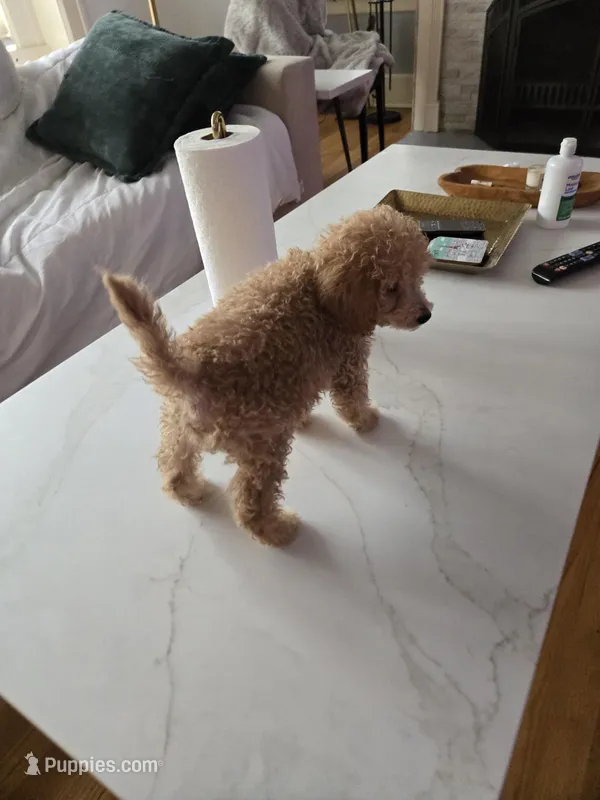 Paxton  – Miniature Goldendoodle puppy for sale in Grand Rapids, MI