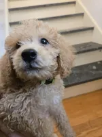 Paxton F1b, a male Miniature Goldendoodle for sale in Grand Rapids, MI – Photo 7 of 7