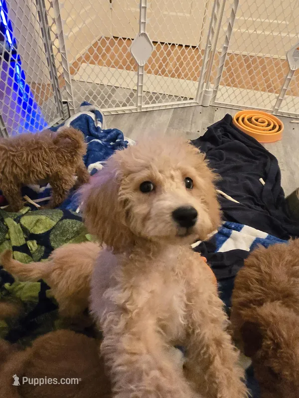 Paxton F1b – Miniature Goldendoodle puppy for sale in Grand Rapids, MI