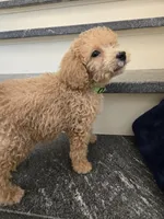 Paxton F1b, a male Miniature Goldendoodle for sale in Grand Rapids, MI – Photo 3 of 7