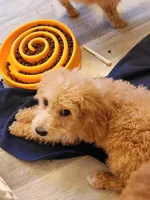 Paxton , a male Miniature Goldendoodle for sale in Grand Rapids, MI – Photo 1 of 10