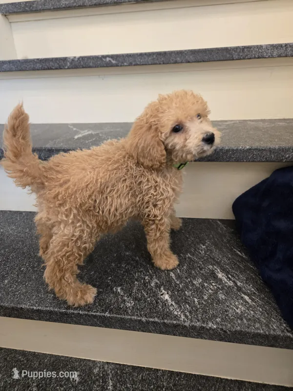 Paxton F1b – Miniature Goldendoodle puppy for sale in Grand Rapids, MI