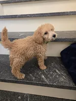 Paxton F1b, a male Miniature Goldendoodle for sale in Grand Rapids, MI – Photo 1 of 7