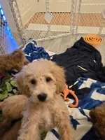 Paxton , a male Miniature Goldendoodle for sale in Grand Rapids, MI – Photo 8 of 10