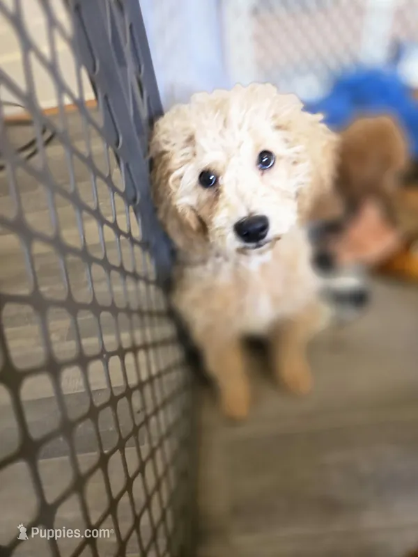 Paxton  – Miniature Goldendoodle puppy for sale in Grand Rapids, MI