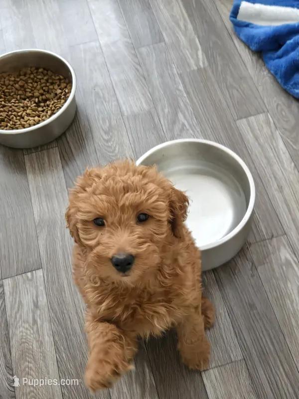 Talia – Miniature Goldendoodle puppy for sale in Grand Rapids, MI