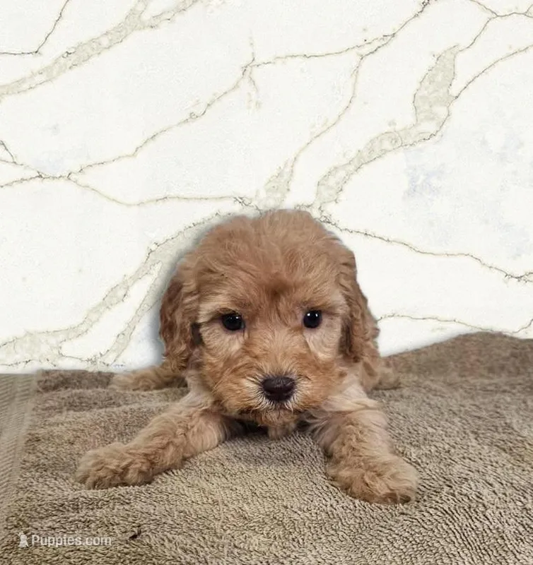 Ruby – Miniature Goldendoodle puppy for sale in Grand Rapids, MI
