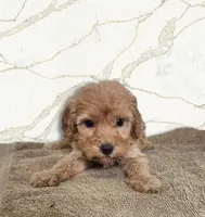 Ruby, a female Miniature Goldendoodle for sale in Grand Rapids, MI – Photo 1 of 2