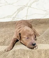 Ruby, a female Miniature Goldendoodle for sale in Grand Rapids, MI – Photo 2 of 2