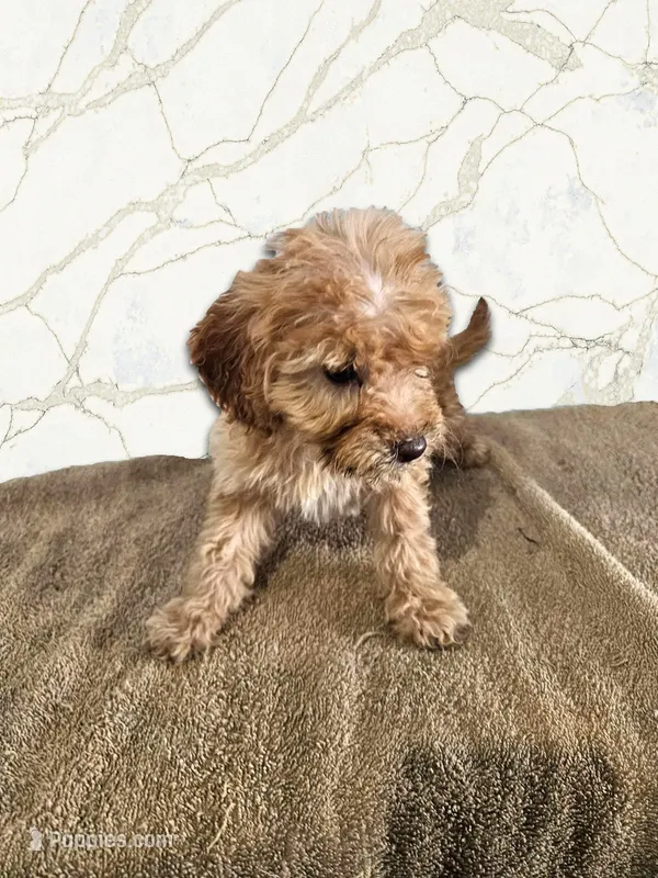 Ruby – Miniature Goldendoodle puppy for sale in Grand Rapids, MI