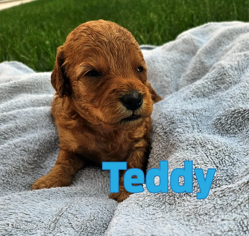 Teddy – Miniature Goldendoodle puppy for sale in Grand Rapids, MI