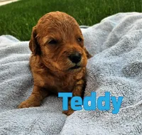Teddy, a male Miniature Goldendoodle for sale in Grand Rapids, MI – 1 of 1