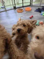 Richard F1b, a male Miniature Goldendoodle for sale in Grand Rapids, MI – 2 of 6