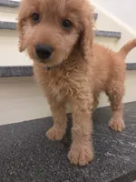 Theo, a male Miniature Goldendoodle for sale in Grand Rapids, MI – 3 of 9