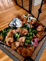 Tilly, a female Miniature Goldendoodle for sale in Grand Rapids, MI – 6 of 8