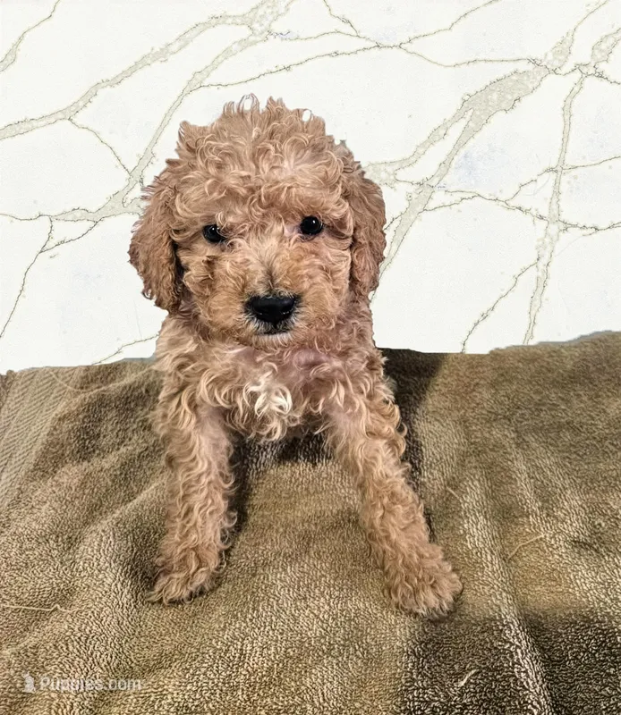 Parker – Miniature Goldendoodle puppy for sale in Grand Rapids, MI