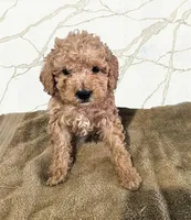 Parker, a male Miniature Goldendoodle for sale in Grand Rapids, MI – Photo 1 of 2
