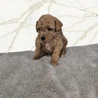 Parker, a male Miniature Goldendoodle for sale in Grand Rapids, MI – Photo 2 of 2