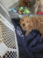 Richard F1b, a male Miniature Goldendoodle for sale in Grand Rapids, MI – 6 of 6