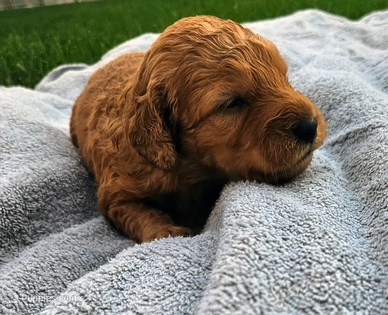 Theo – Miniature Goldendoodle puppy for sale in Grand Rapids, MI