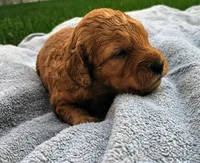 Theo, a male Miniature Goldendoodle for sale in Grand Rapids, MI – 1 of 1