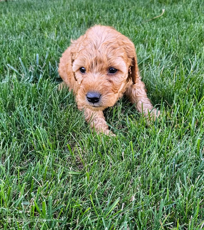 Teddy – Miniature Goldendoodle puppy for sale in Grand Rapids, MI