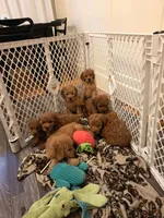 Teagan, a female Goldendoodle for sale in Grand Rapids, MI – 9 of 9