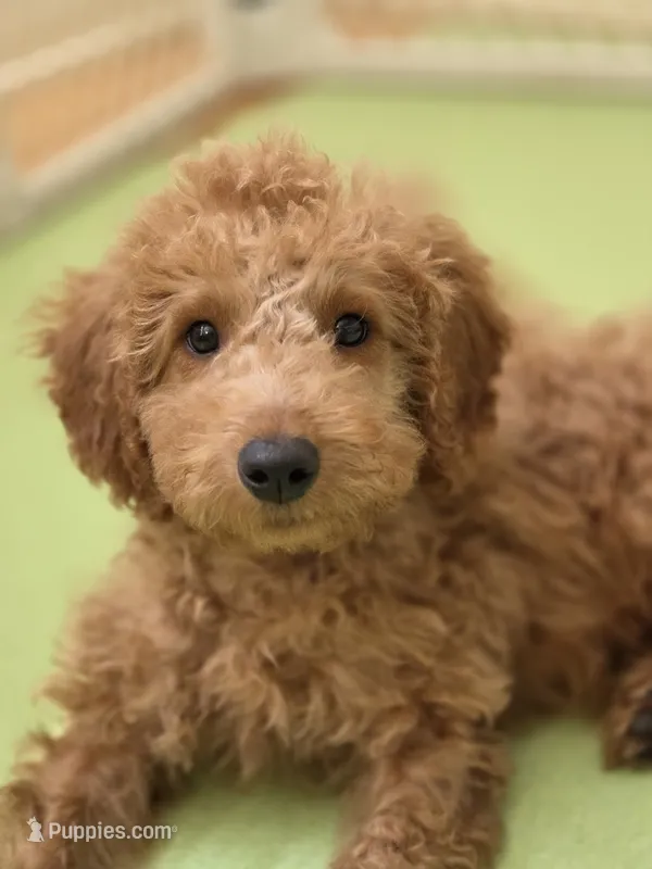 Rorry – Goldendoodle puppy for sale in Grand Rapids, MI