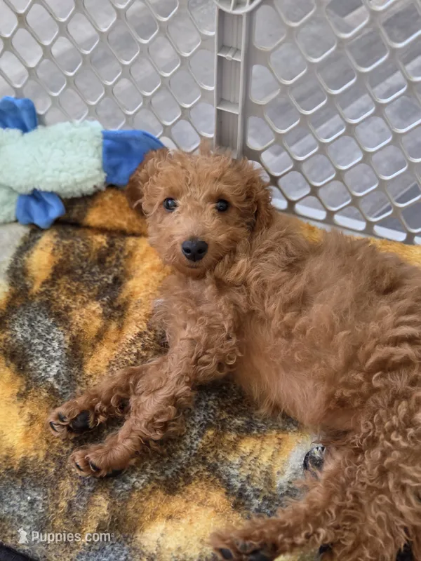Richard F1b – Miniature Goldendoodle puppy for sale in Grand Rapids, MI