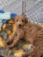 Richard F1b, a male Miniature Goldendoodle for sale in Grand Rapids, MI – 2 of 7