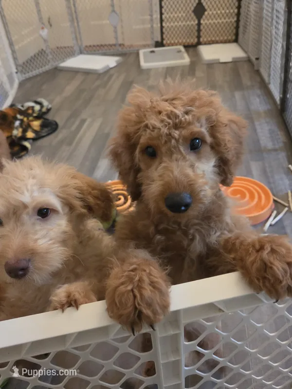 Rorry F1b – Miniature Goldendoodle puppy for sale in Grand Rapids, MI