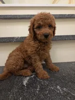 Teagan, a female Goldendoodle for sale in Grand Rapids, MI – 4 of 9