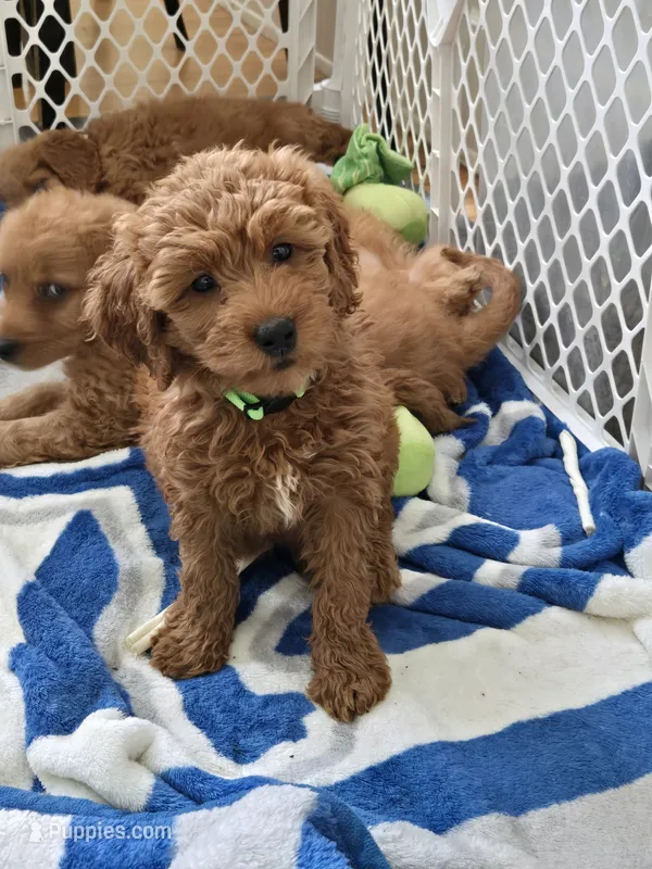 Tia – Goldendoodle puppy for sale in Grand Rapids, MI