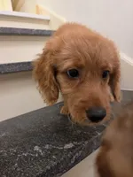 Trinity, a female Miniature Goldendoodle for sale in Grand Rapids, MI – 3 of 7