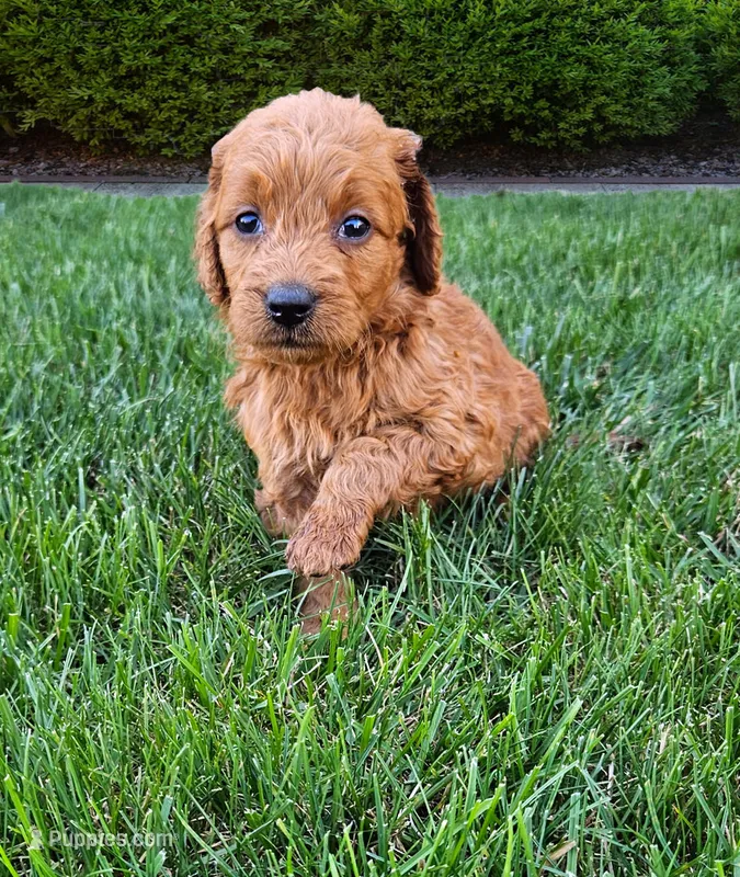 Trinity – Miniature Goldendoodle puppy for sale in Grand Rapids, MI
