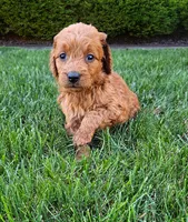 Trinity, a female Miniature Goldendoodle for sale in Grand Rapids, MI – 7 of 7