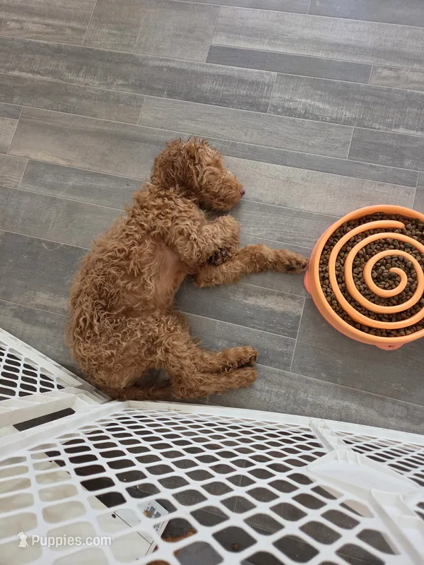 Robert F1b – Miniature Goldendoodle puppy for sale in Grand Rapids, MI