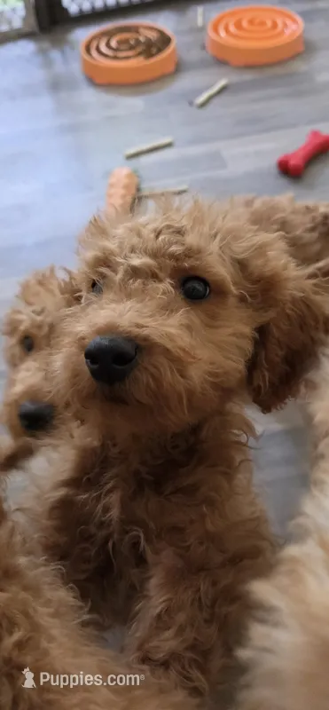 Richard F1b – Miniature Goldendoodle puppy for sale in Grand Rapids, MI