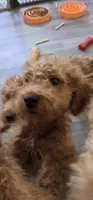 Richard F1b, a male Miniature Goldendoodle for sale in Grand Rapids, MI – 1 of 6