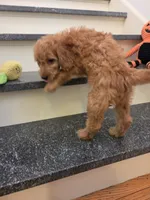 Taylor F1, a female Miniature Goldendoodle for sale in Grand Rapids, MI – 6 of 9