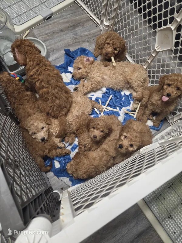 Alaina – Miniature Goldendoodle puppy on hold in Grand Rapids, MI