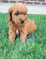 Tia, a female Goldendoodle for sale in Grand Rapids, MI – 2 of 3