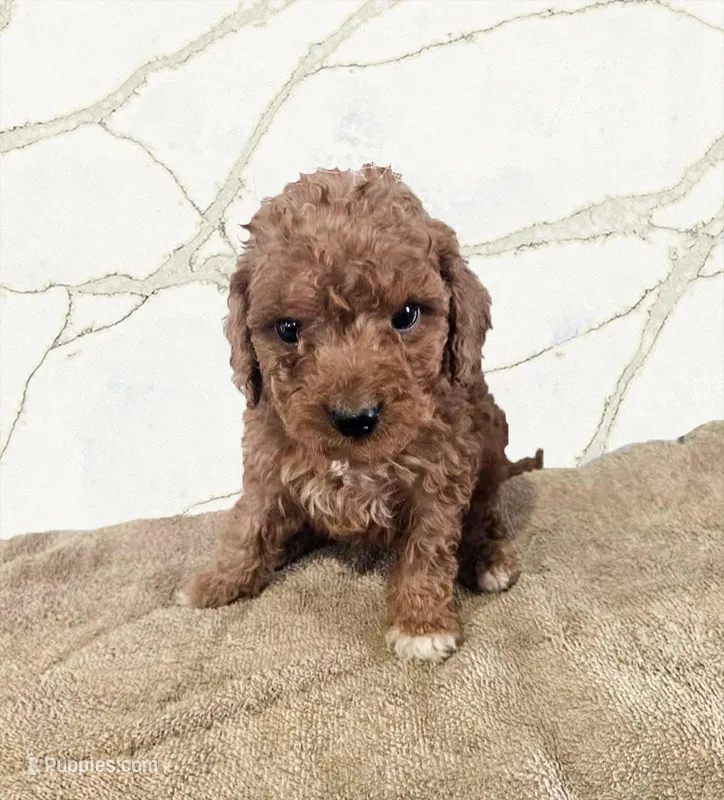 Phillip – Miniature Goldendoodle puppy for sale in Grand Rapids, MI
