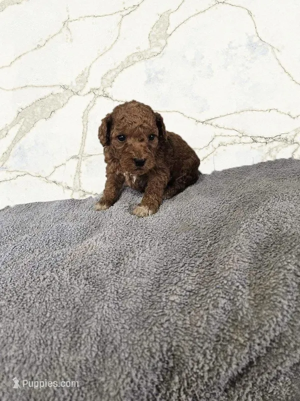 Phillip, a male Miniature Goldendoodle for sale in Grand Rapids, MI – Photo 1 of 2