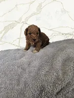 Phillip, a male Miniature Goldendoodle for sale in Grand Rapids, MI – Photo 1 of 2